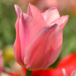 Tulipe fosteriana 'Albert Heijn'